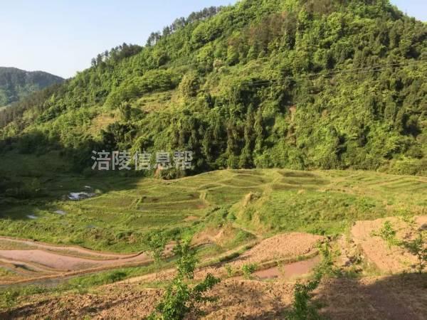 涪陵清溪镇20多亩土地转让
