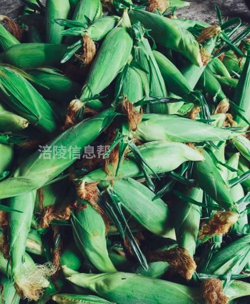    现货大量供应 大木 928糯包谷  