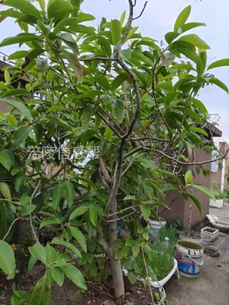 老人自种花木出售，便宜，10元起