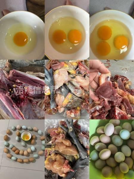 自己粮食散养土鸡土鸭土鹅