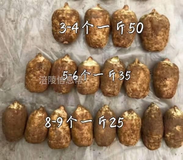 正宗云南昭通小草坝天麻，假一赔十 